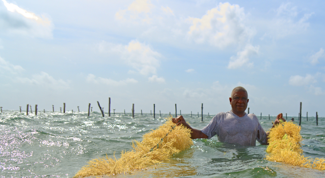 The Ocean's Superfood: How Sea Moss Boosts Your Immune System
