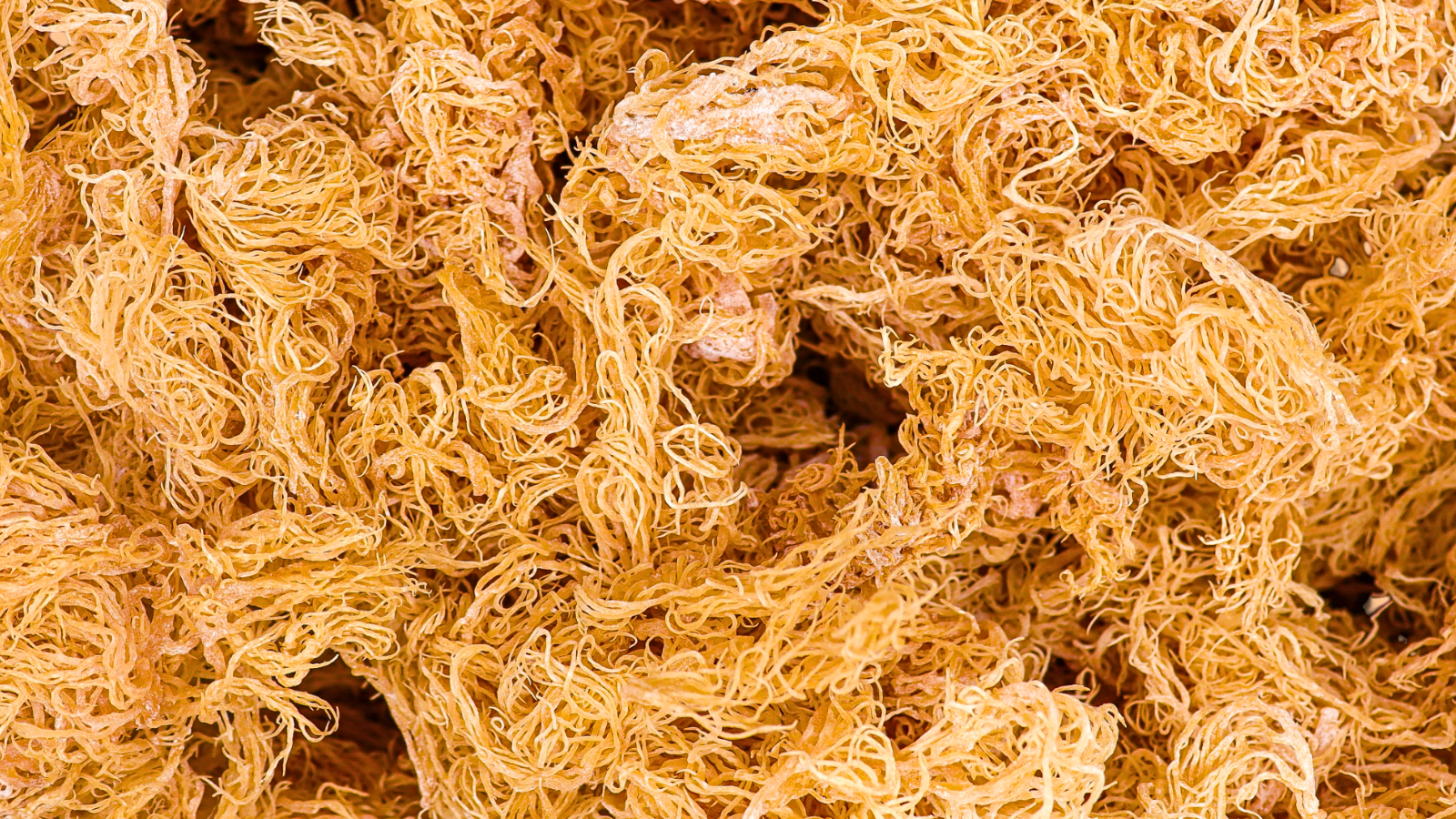 bulk moss 1kg st lucia sea moss