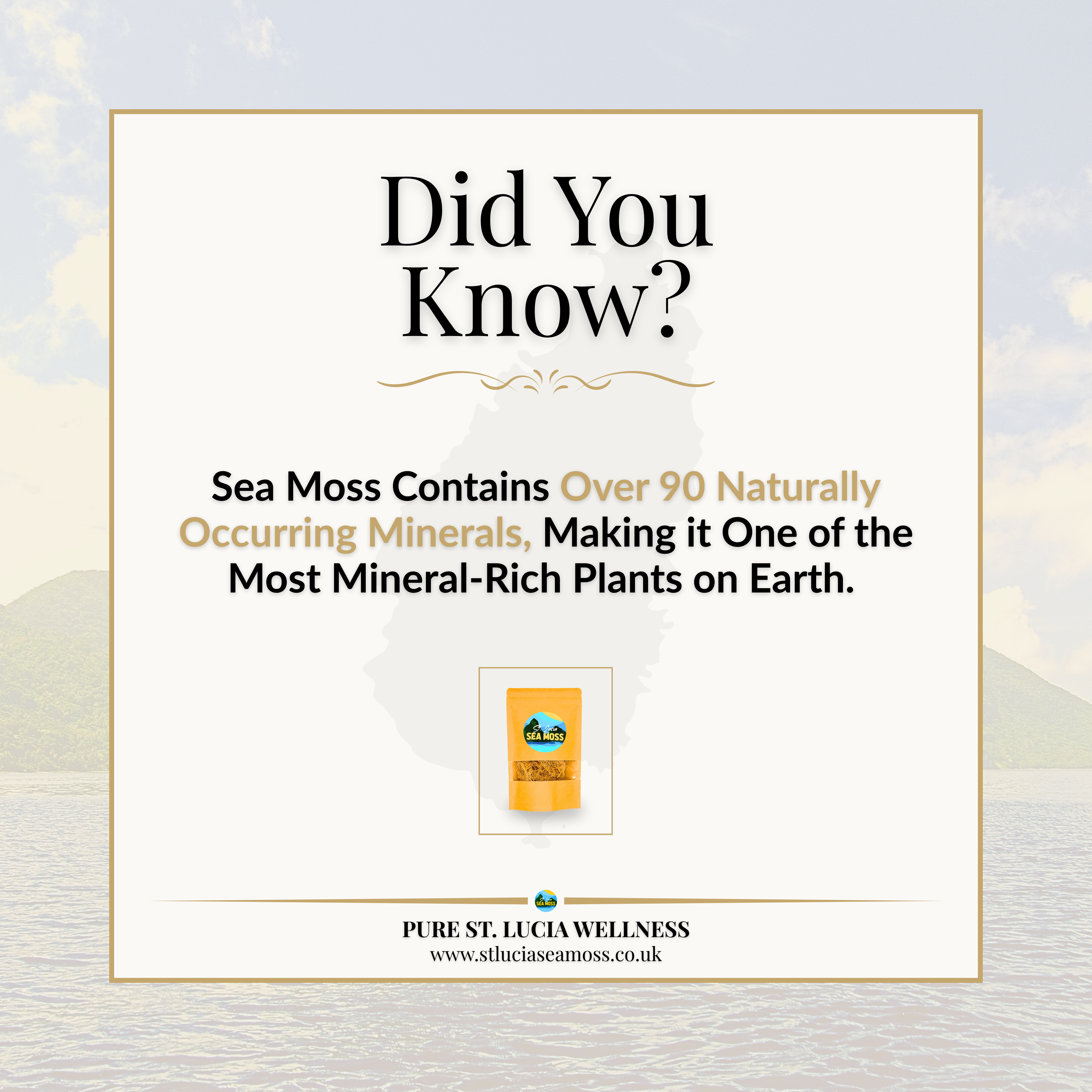 WHOLESALE Gold St Lucia Sea Moss - Eucheuma Cottonii