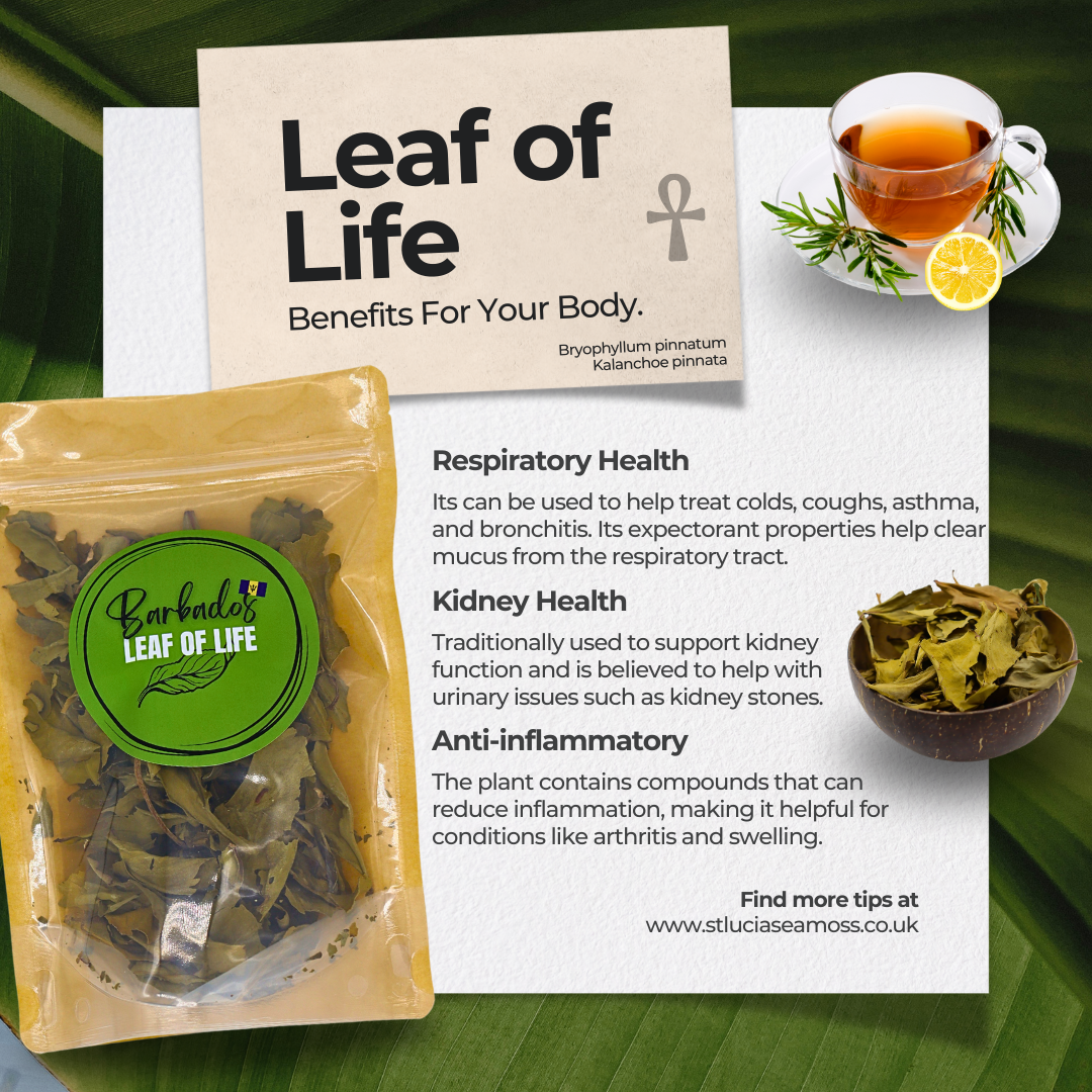 Barbados Leaf of Life - St Lucia Sea Moss