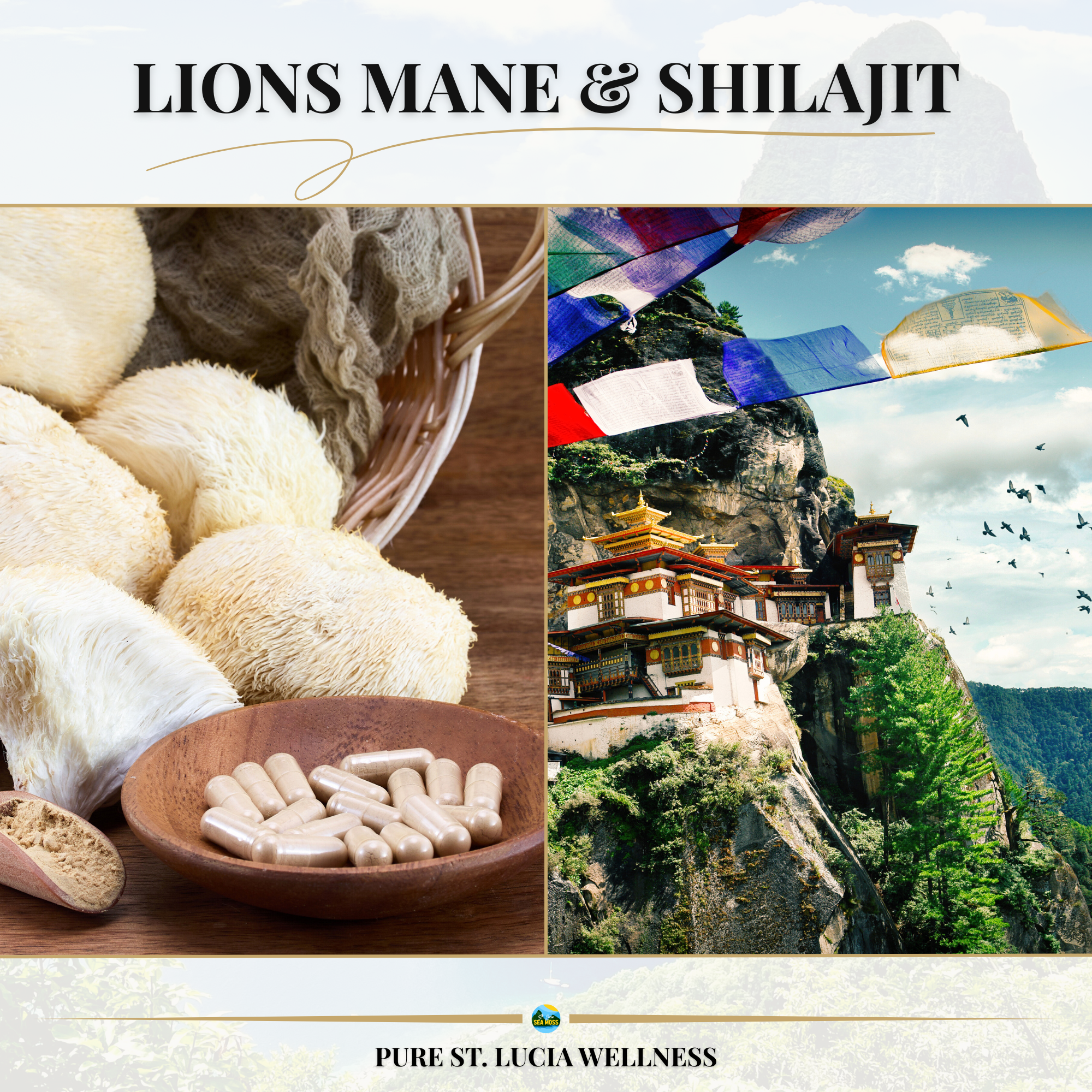 Lions Mane & Shilajit Capsules - St Lucia Sea Moss