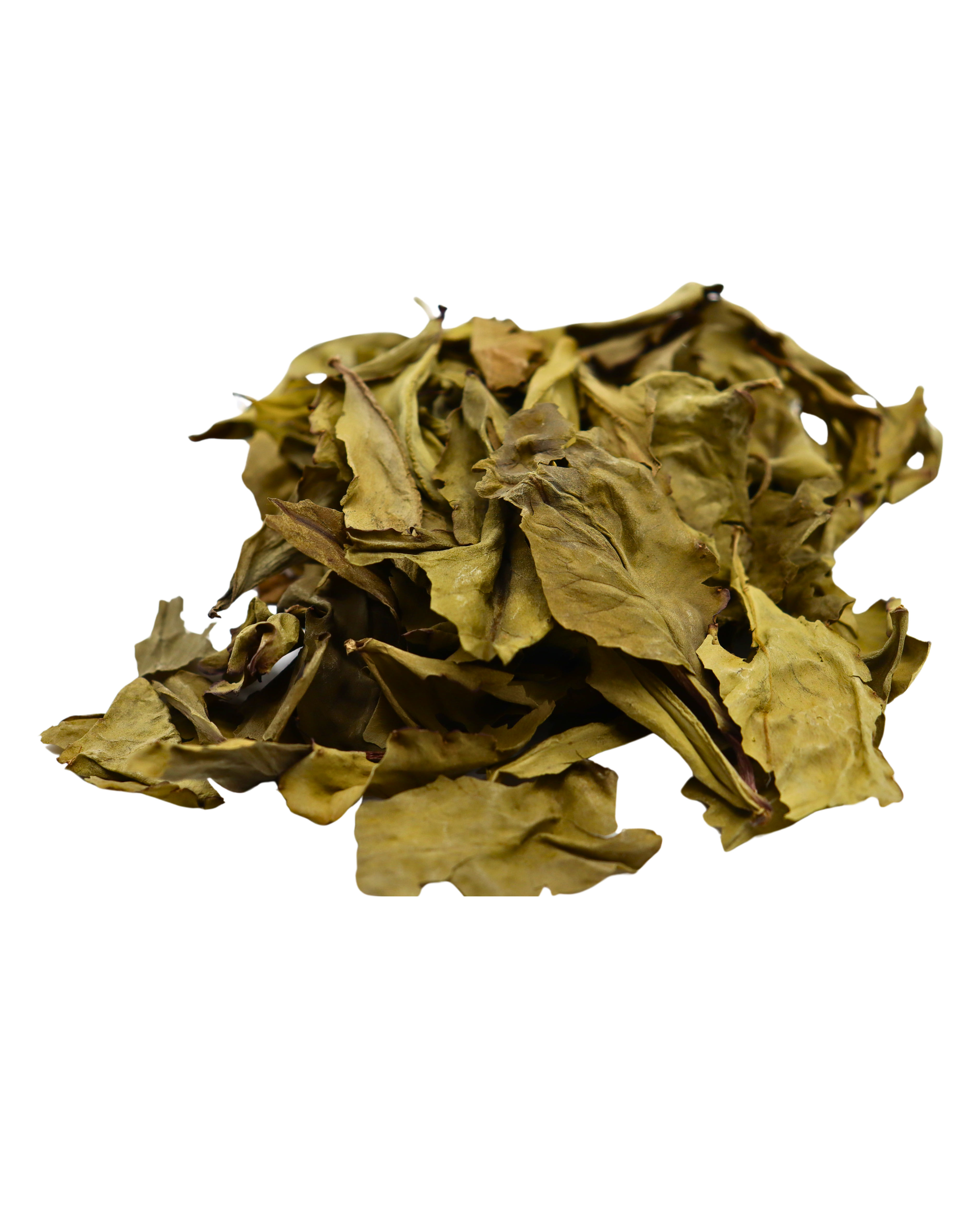 Barbados Leaf of Life - St Lucia Sea Moss