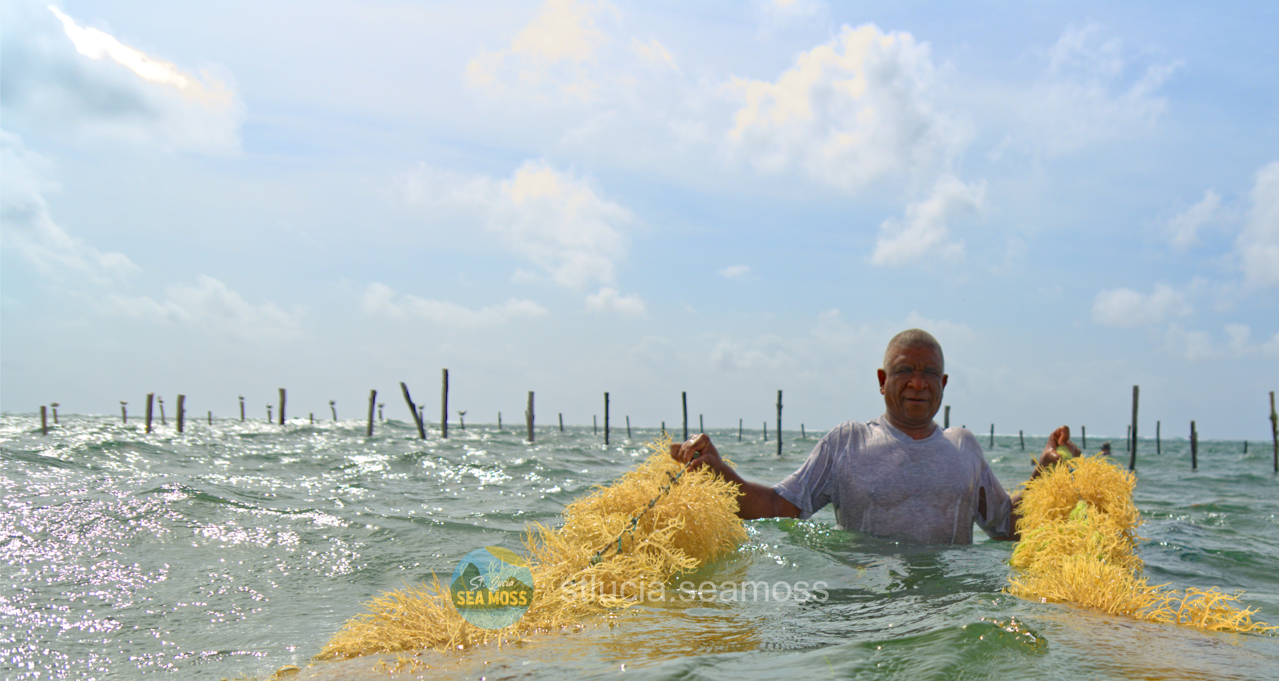 sea moss farmer