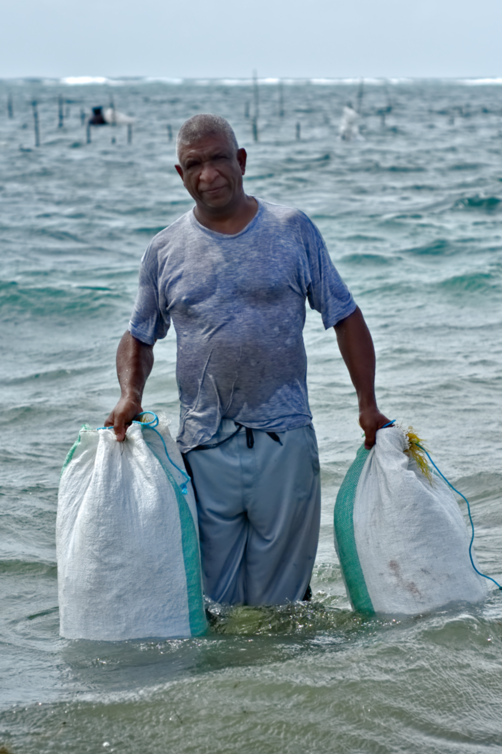 st lucia sea moss farmer