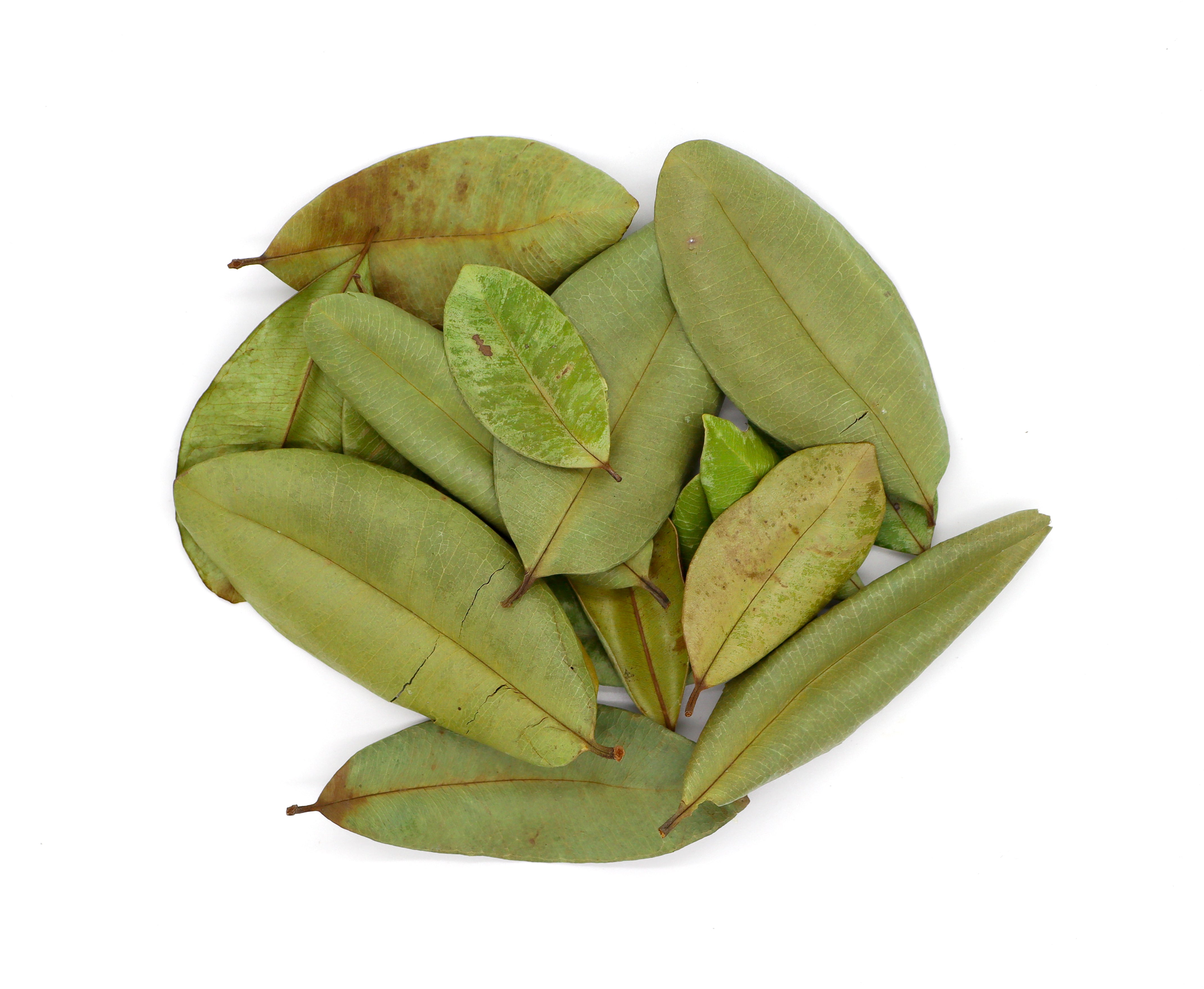 St Lucia Bay Leaf - St Lucia Sea Moss Organic Buy UK