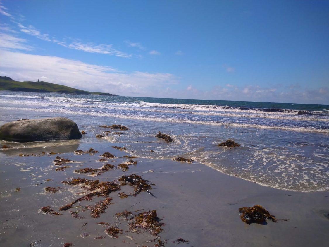 70g Irish Moss - Chondrus Crispus - St Lucia Sea Moss Organic Buy UK