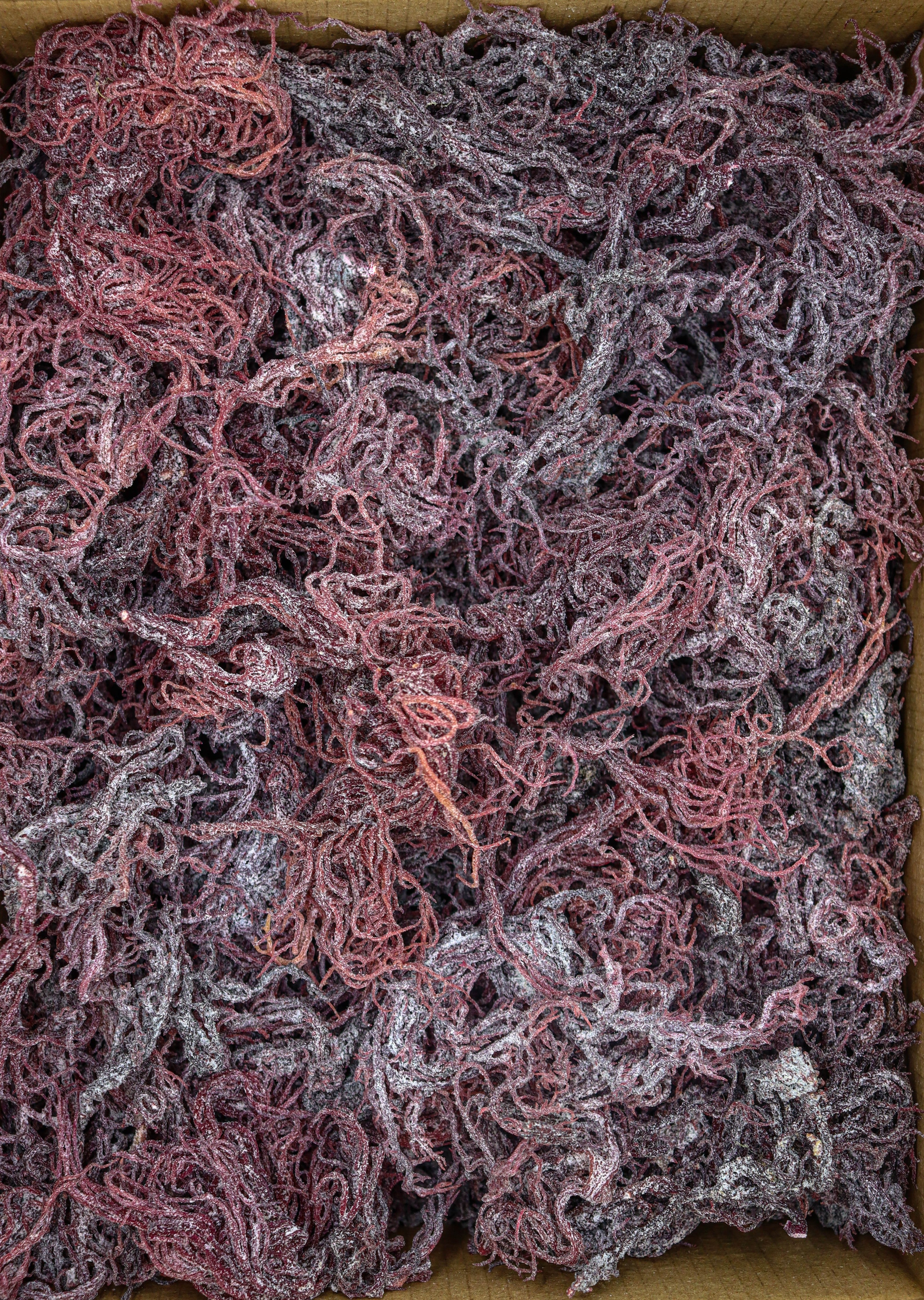 1kg Purple St Lucia Sea Moss - Gracilaria - St Lucia Sea Moss Organic Buy UK 