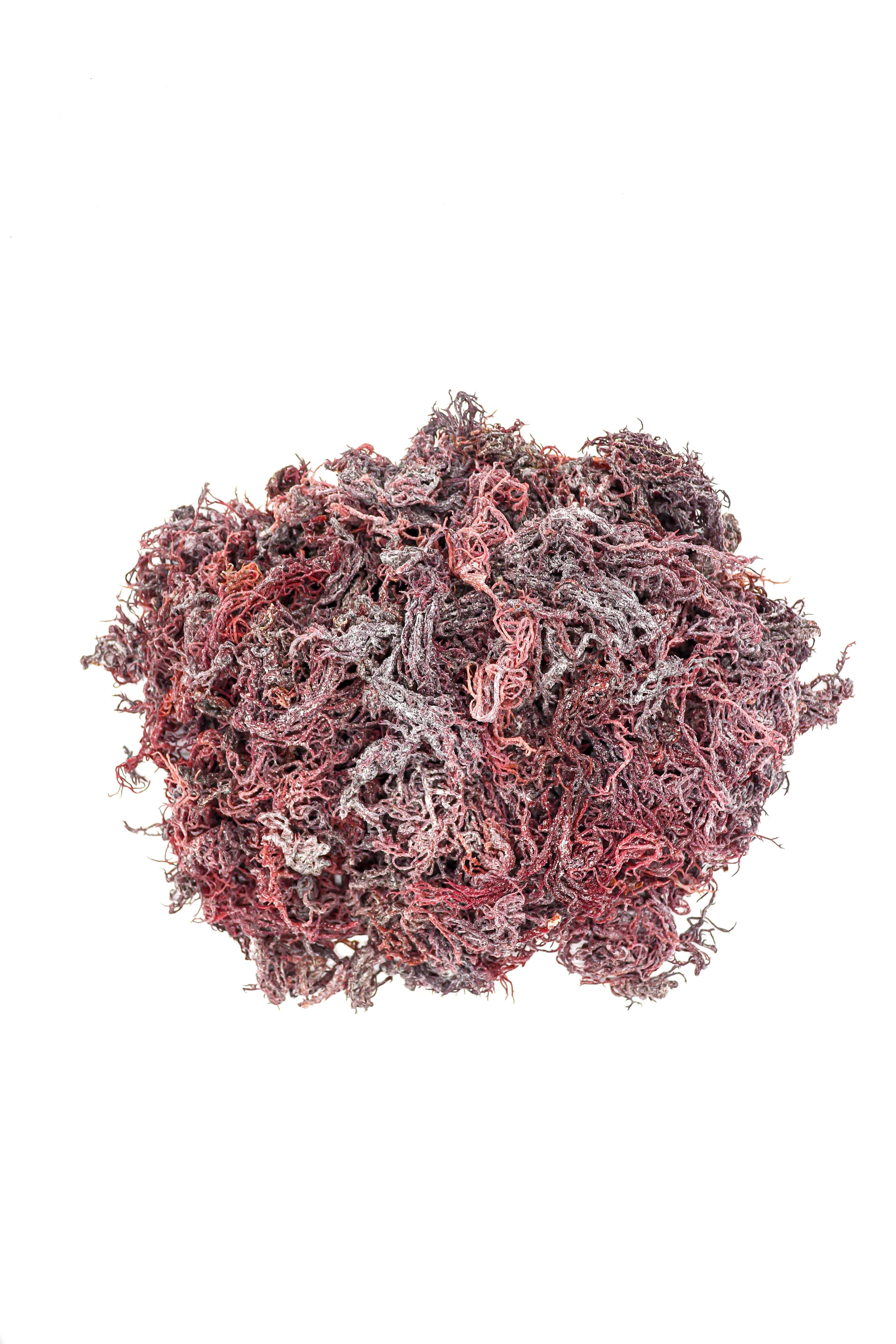 70g Purple St Lucia Sea Moss - Gracilaria - St Lucia Sea Moss Organic Buy UK 