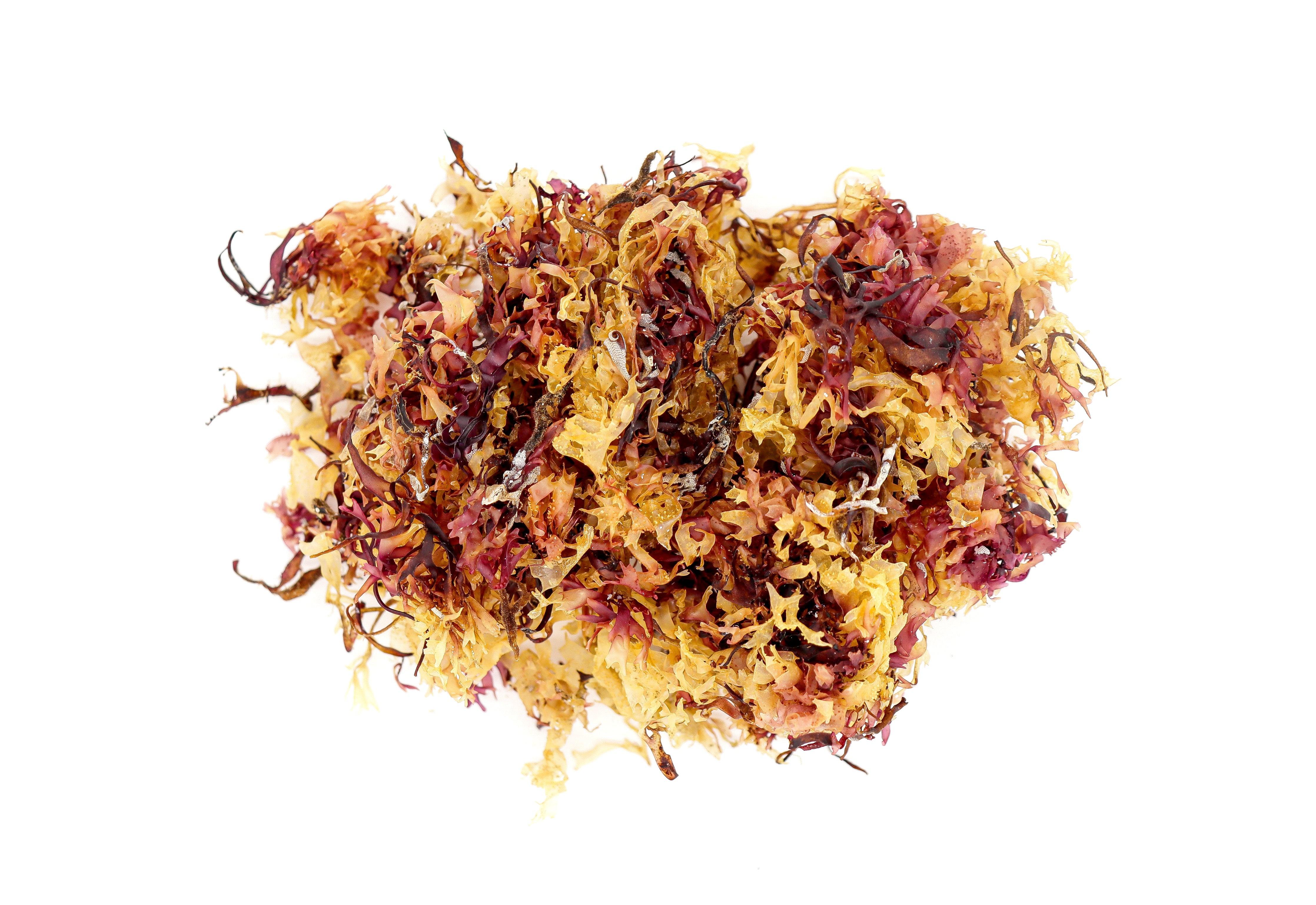 70g Irish Moss - Chondrus Crispus - St Lucia Sea Moss Organic Buy UK
