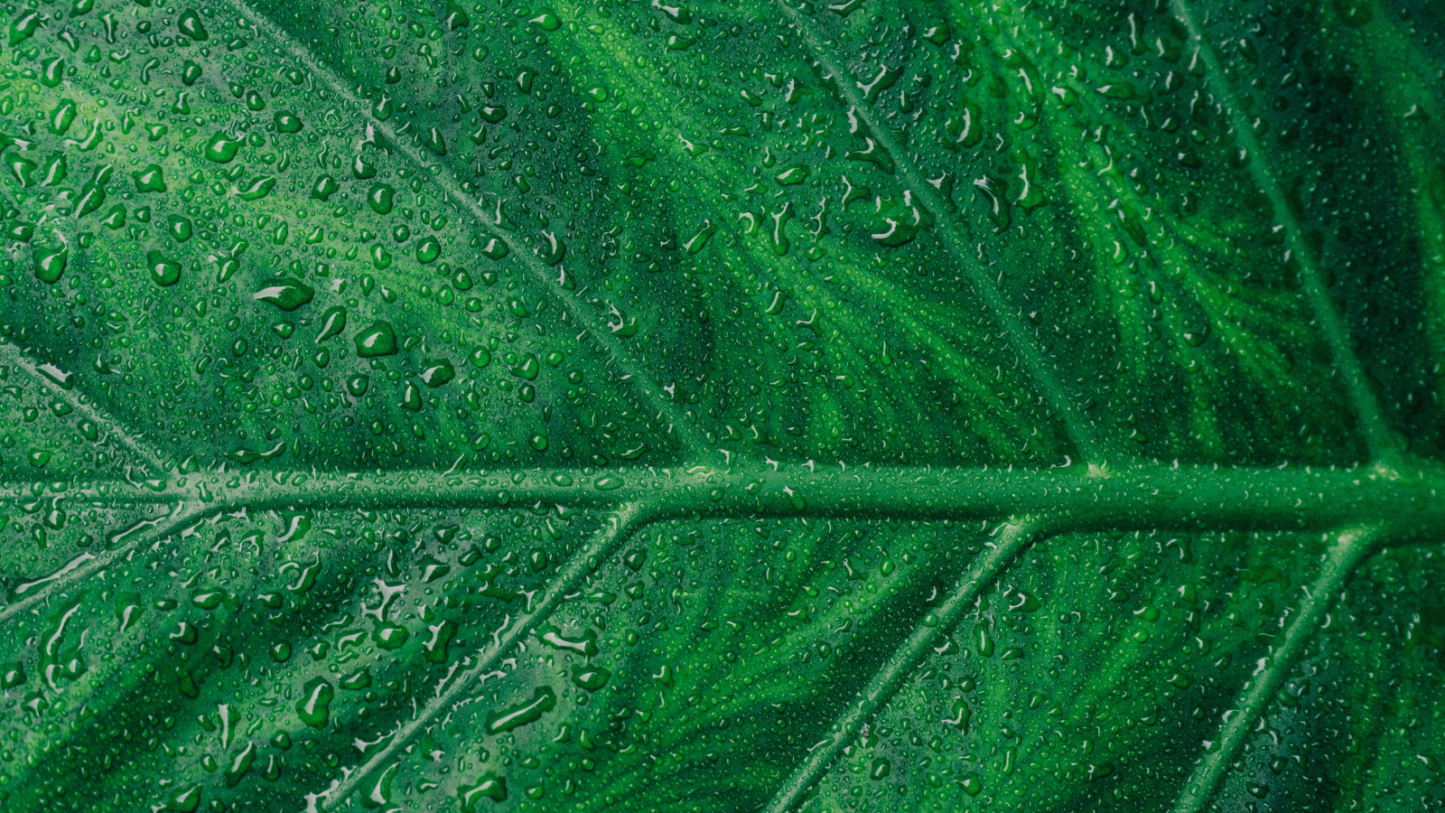 Soursop Leaf tea