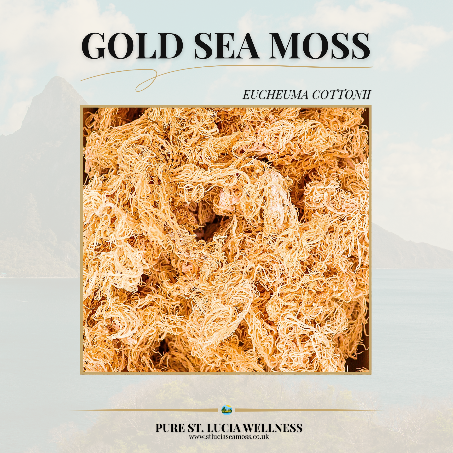 1kg Gold St Lucia Sea Moss - Eucheuma Cottonii