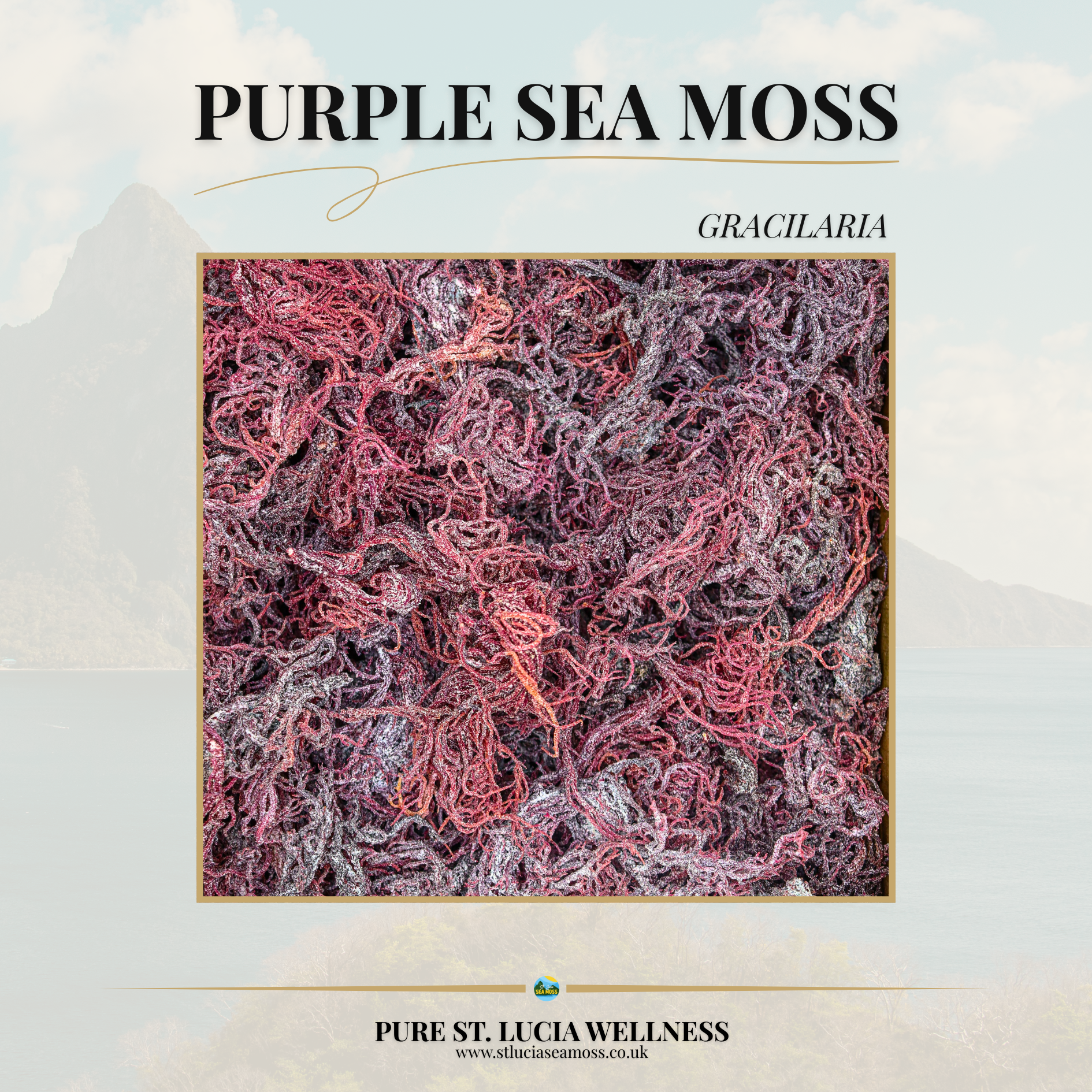 1kg Purple St Lucia Sea Moss - Gracilaria