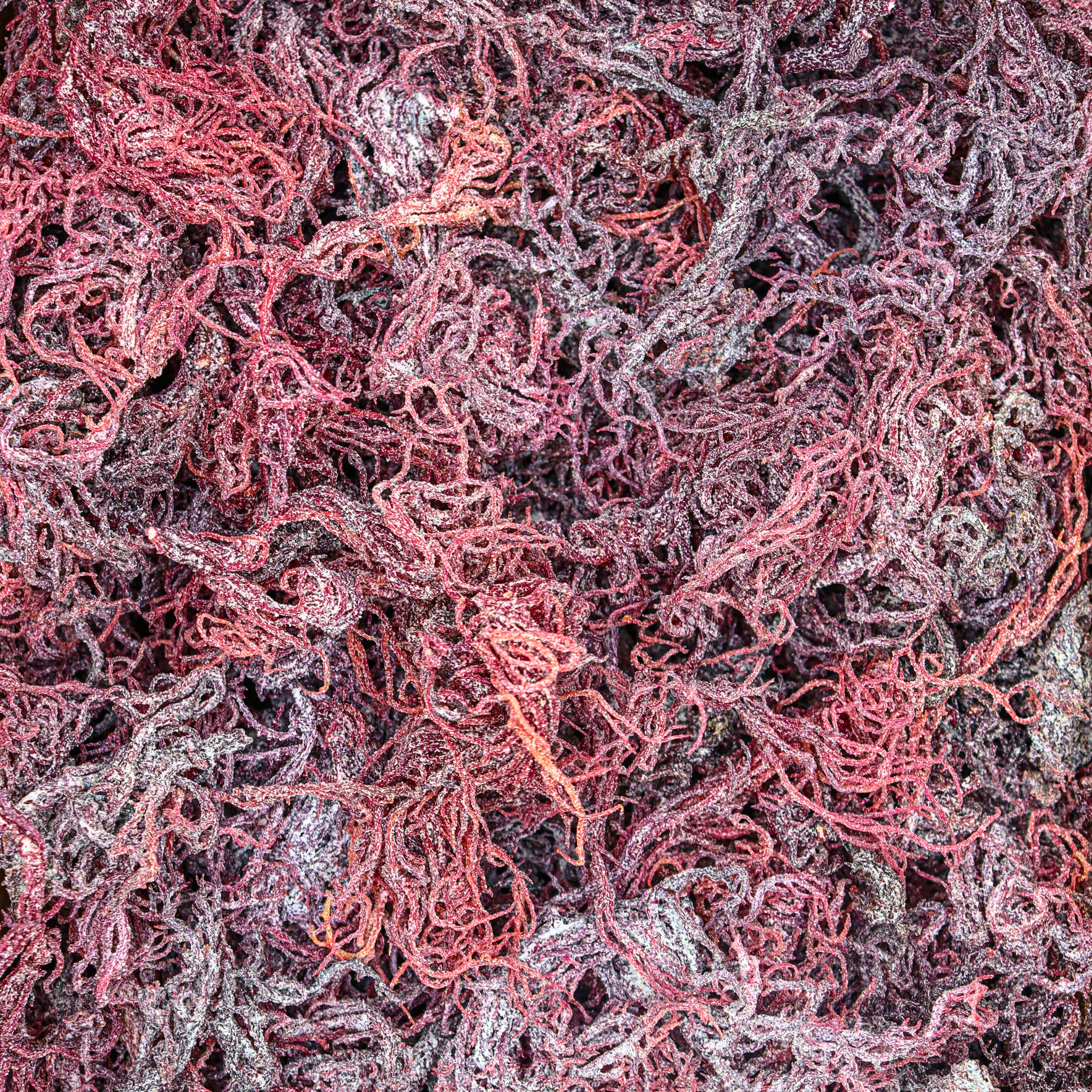 close up of purple sea moss 