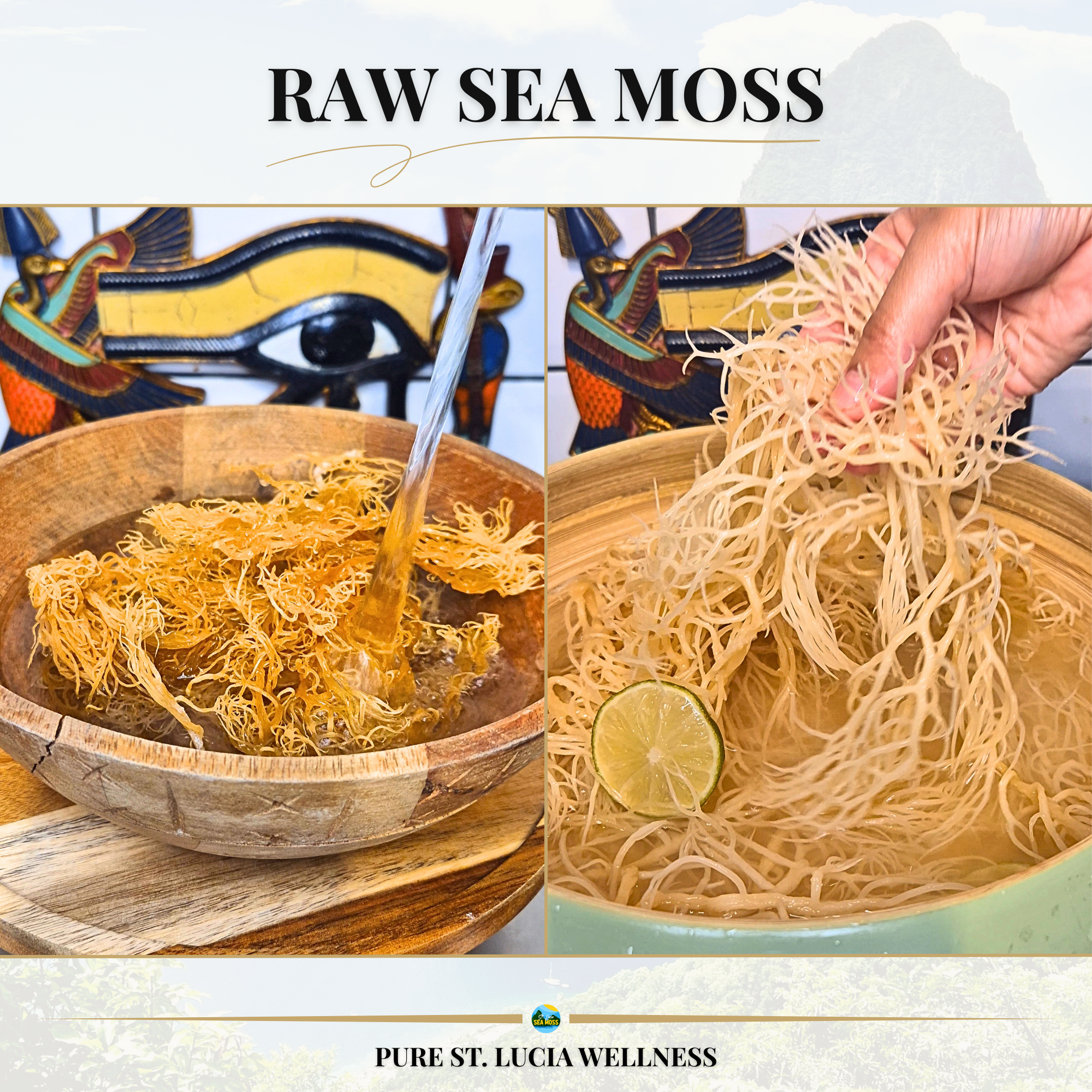 1kg Gold St Lucia Sea Moss - Eucheuma Cottonii