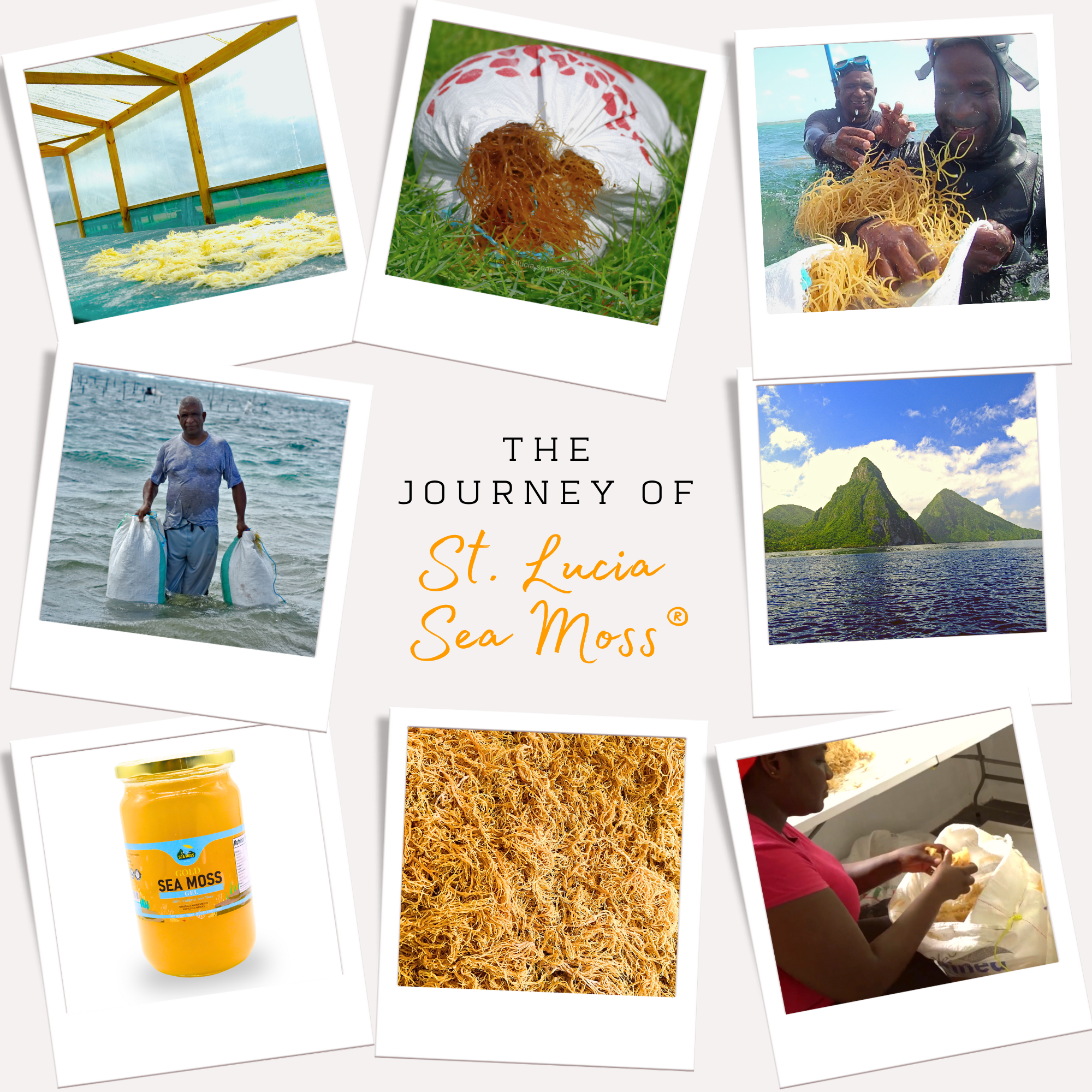 Gold St Lucia Sea Moss Gel 350ml