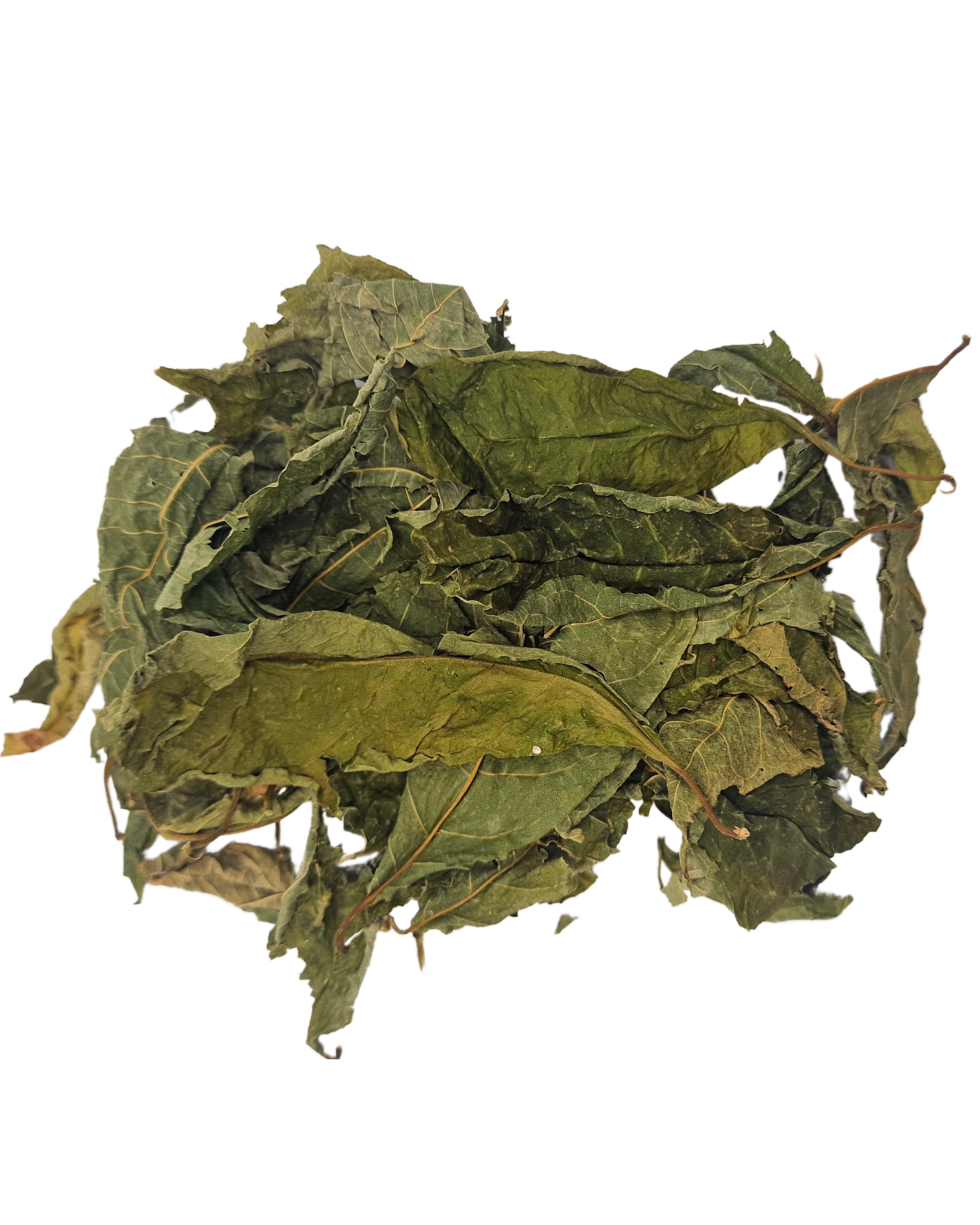Barbados Guinea Hen Weed - St Lucia Sea Moss