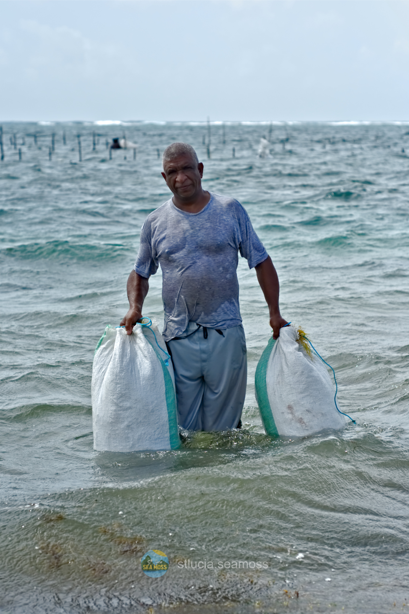 st lucia sea moss farmer