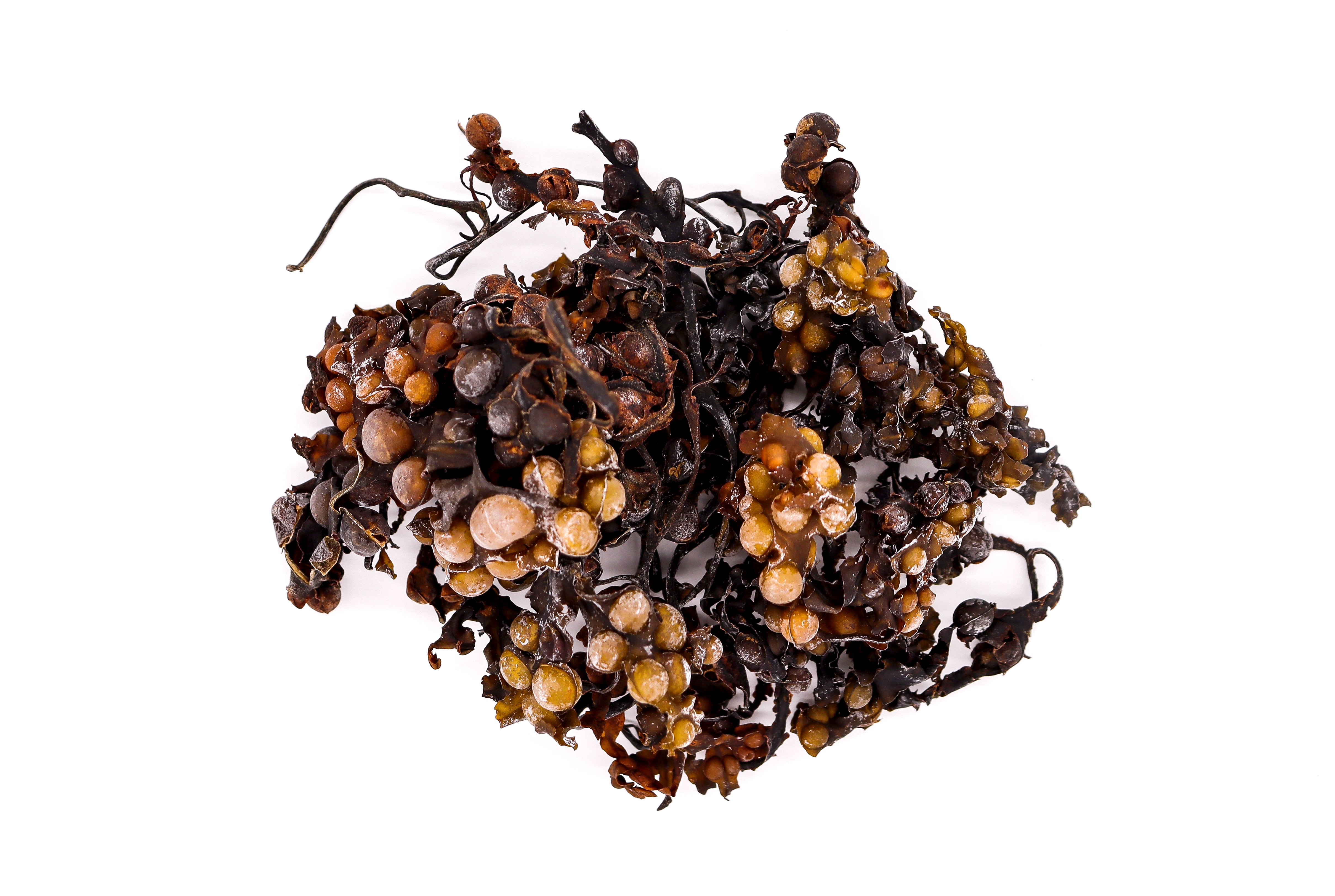 50g Whole Leaf Bladderwrack - St Lucia Sea Moss Organic Buy UK 