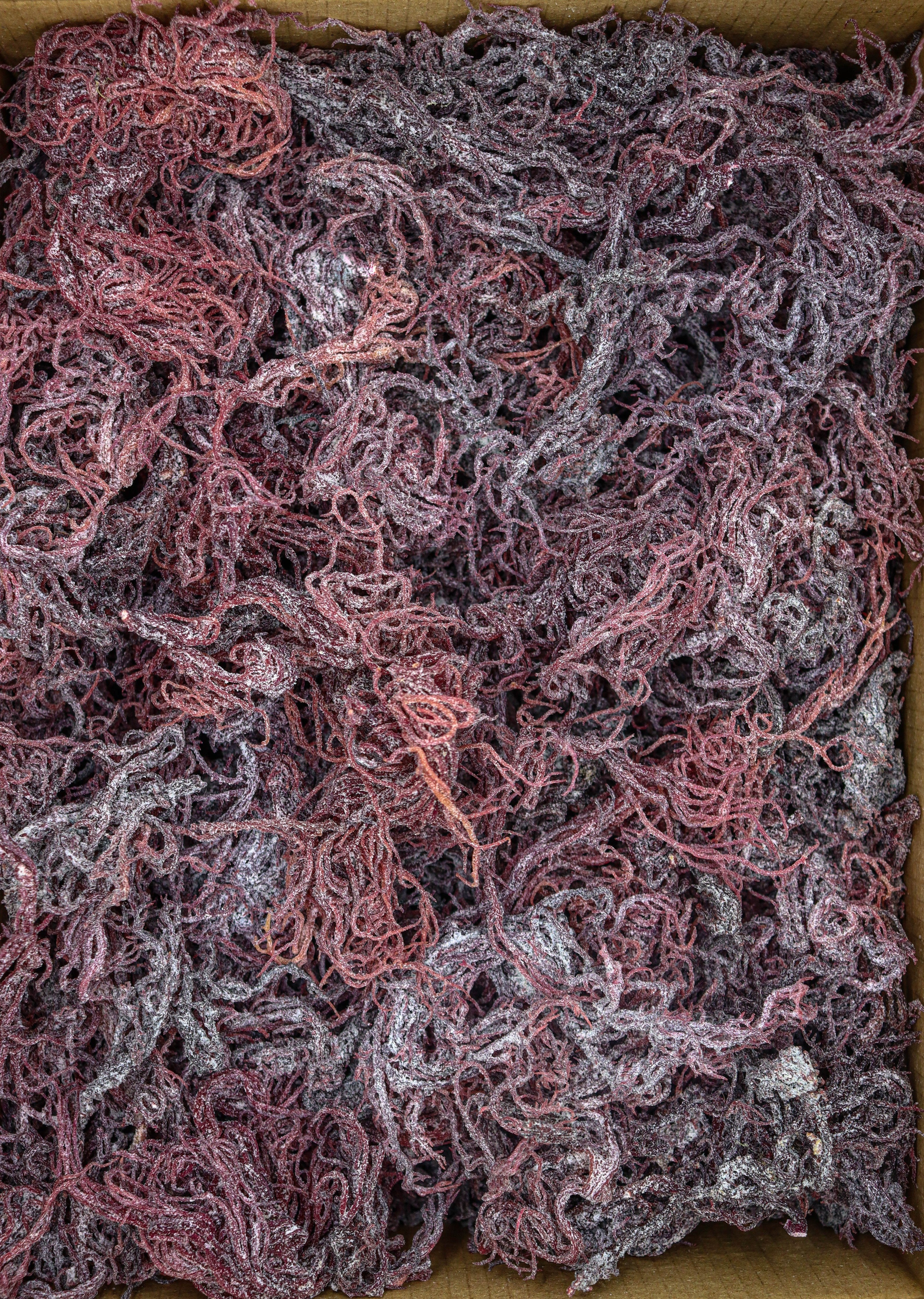 70g Purple St Lucia Sea Moss - Gracilaria - St Lucia Sea Moss Organic Buy UK 