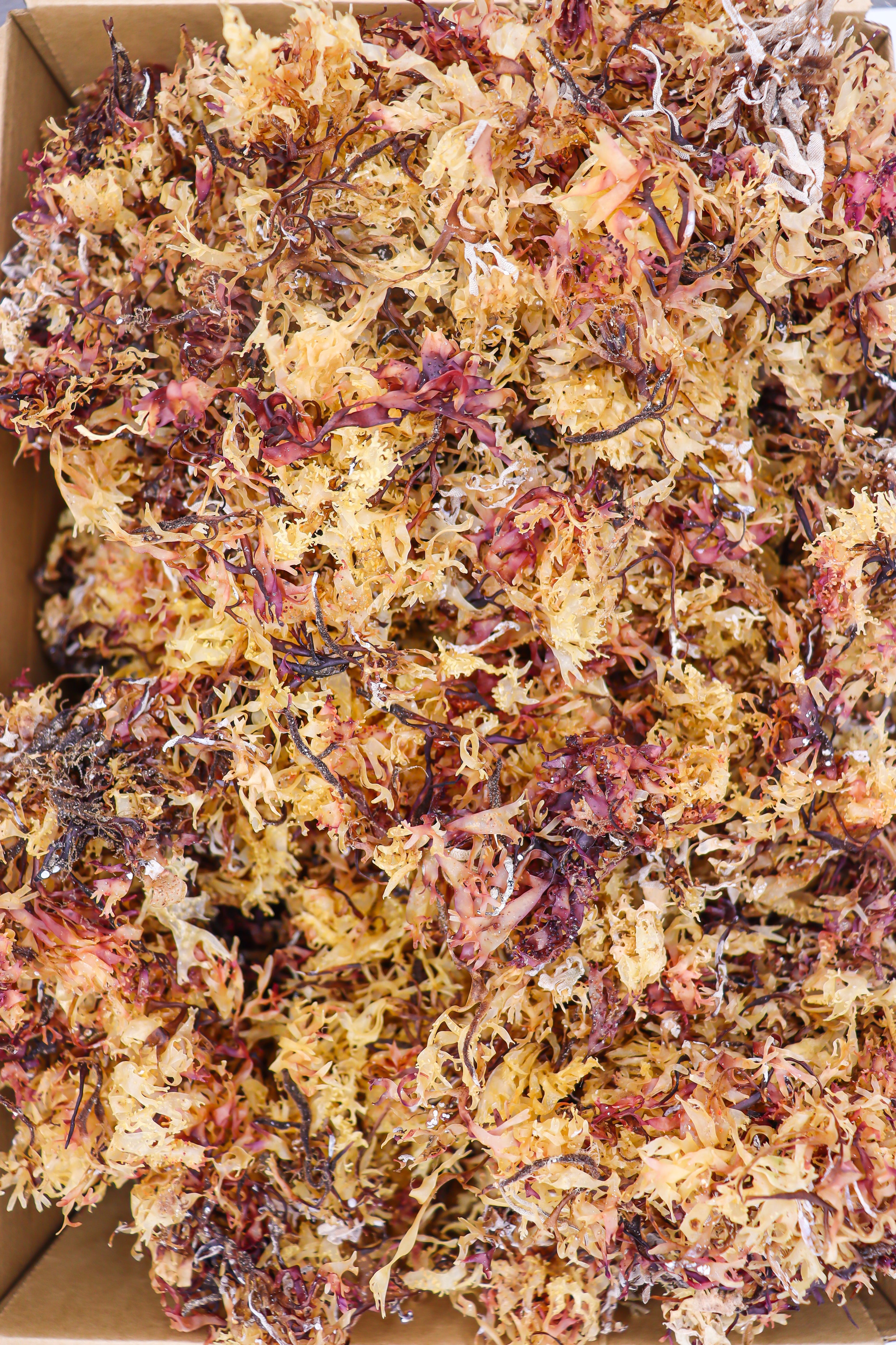 70g Irish Moss - Chondrus Crispus - St Lucia Sea Moss Organic Buy UK 